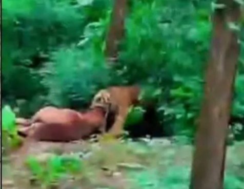 आबादी क्षेत्र मे चर रहे घोड़े को मुँह मे दबोच कर ले गया बाघ, दहशत